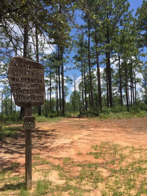 Sign for Kisatchie Hills Wilderness Backbone Trailhead, surrounded by tall pine trees and a clear blue sky.