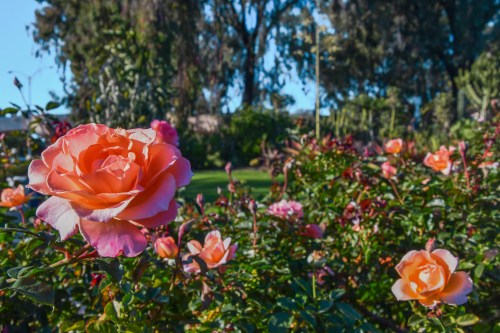A close-up of a peach-colored rose surrounded by lush greenery and other blooming roses in a garden.