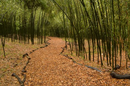 A winding path through a bamboo forest, lined with fallen leaves and surrounded by tall bamboo stalks.