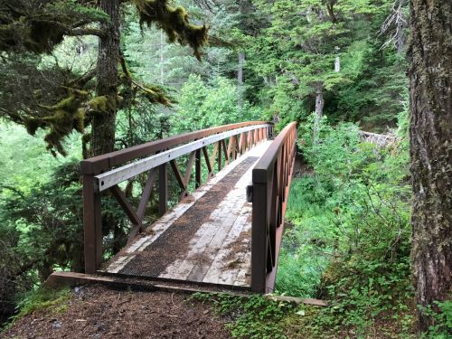 A wooden bridge spans a lush, green forest, surrounded by trees and foliage.