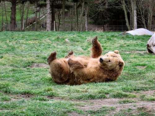 A brown bear lying on its back in a grassy area, playfully holding a stick with its paw.