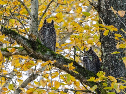 Two great horned owls perched on a tree branch surrounded by vibrant autumn leaves.