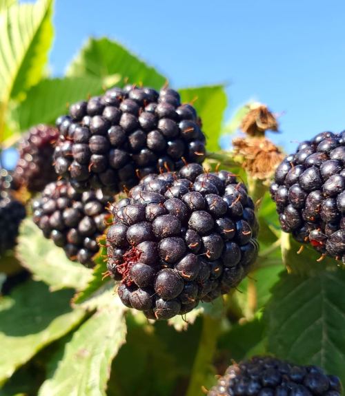 Close-up of ripe blackberries on a bush, surrounded by green leaves under a clear blue sky.