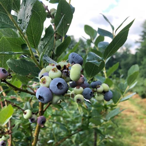 Close-up of blueberry bush with ripe blue and green berries, surrounded by green leaves under a cloudy sky.