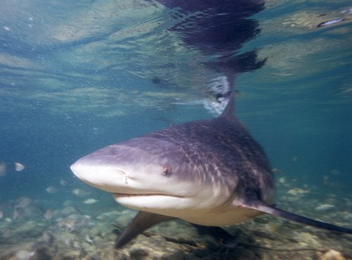 A close-up of a shark swimming underwater, showcasing its sleek body and distinctive features.