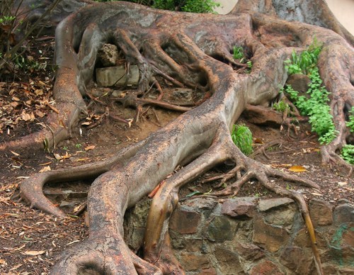 A close-up of thick, gnarled tree roots extending over rocky soil, surrounded by small green plants.