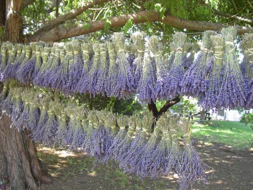 Bunches of dried lavender hanging from a tree branch, creating a vibrant display of purple against a green background.