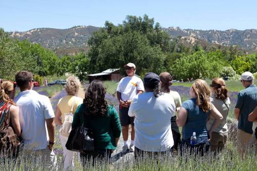 A group of people listens to a speaker in a lavender field with mountains in the background on a sunny day.