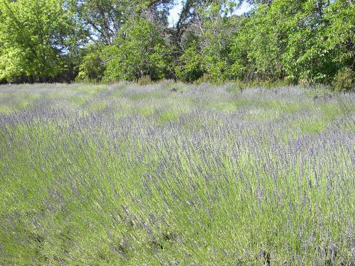 A lush field of lavender with vibrant green trees in the background under a clear blue sky.