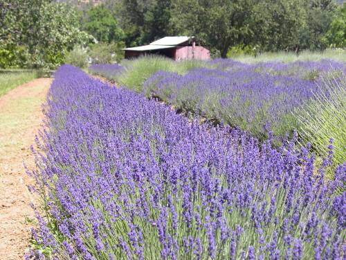 A vibrant lavender field stretches into the distance, with a rustic shed visible among the lush greenery.