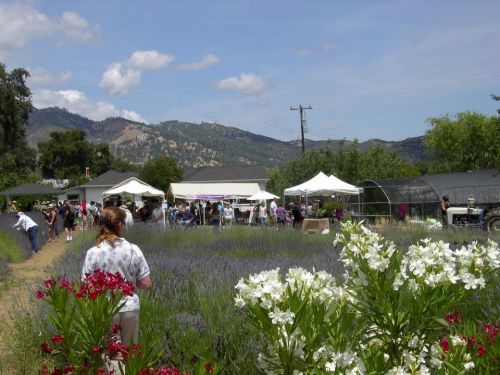 A vibrant farm scene with blooming lavender, tents, and visitors enjoying a sunny day in the countryside.