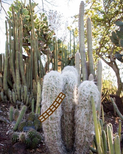 A variety of cacti in a desert landscape, featuring tall, spiky plants and a fluffy, white cactus in the foreground.
