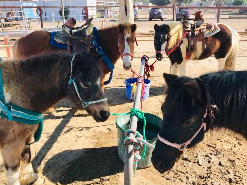 Four ponies with saddles stand in a sandy area, near a water bucket and tied to posts.