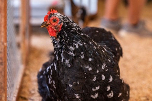 A black chicken with white speckles sits on the ground, with a blurred background of people and a coop.