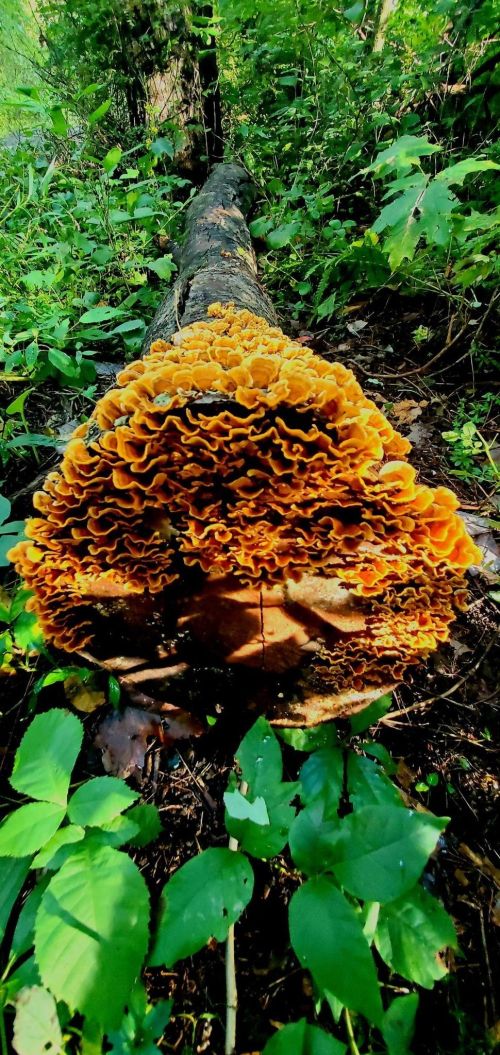 A vibrant orange mushroom cluster grows on a fallen log, surrounded by lush green foliage.