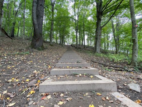 A winding stone staircase leads up through a lush green forest with trees and fallen leaves.