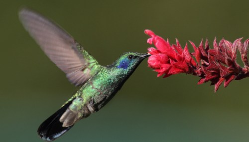 A vibrant hummingbird hovering near a bright red flower, with its wings in motion against a blurred green background.