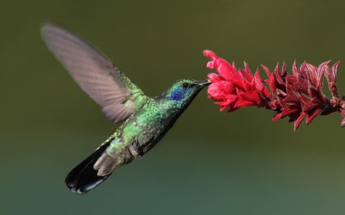 A vibrant green hummingbird hovering near a bright red flower, with wings in motion against a blurred background.