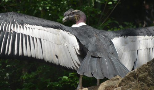 A large bird with a dark body and wide wings, perched on a rock, surrounded by greenery.