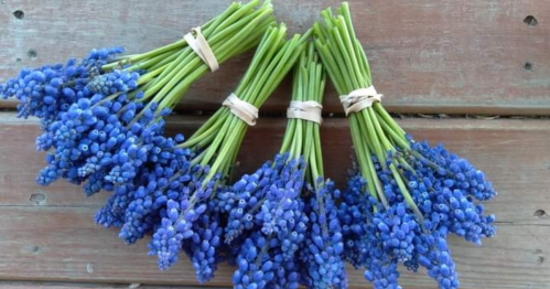 Four bunches of vibrant blue flowers tied with rubber bands, arranged on a wooden surface.