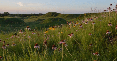 A scenic landscape with rolling green hills and a field of wildflowers under a clear sky.