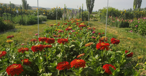 A vibrant garden path lined with blooming red flowers, surrounded by greenery and colorful plants in the background.