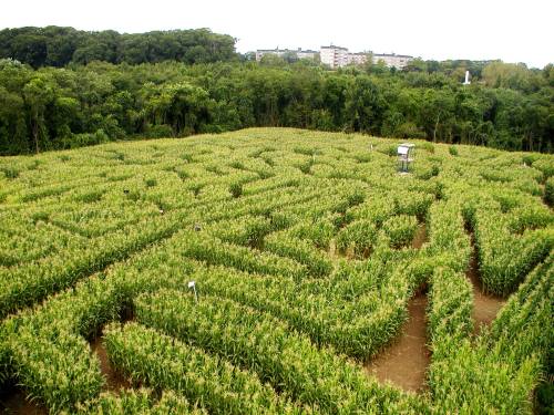 Aerial view of a corn maze with winding paths surrounded by lush greenery and distant buildings in the background.
