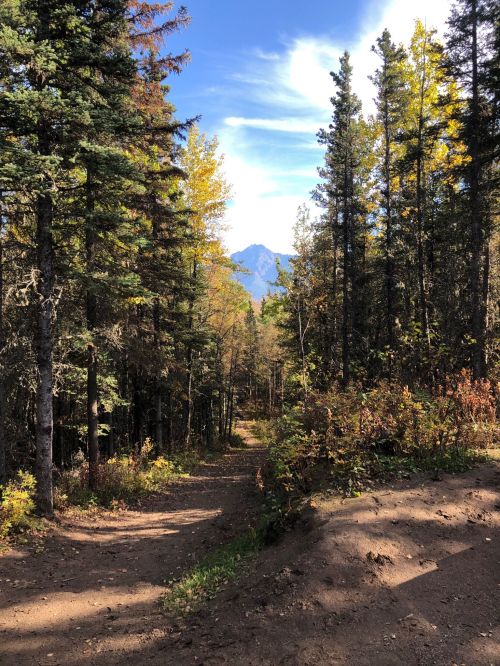 A dirt path winds through a forest of tall trees, with colorful autumn foliage and a mountain in the distance.