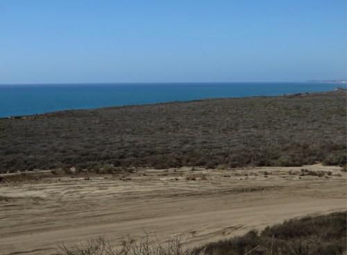 A sandy landscape with sparse vegetation leading to a calm blue ocean under a clear sky.