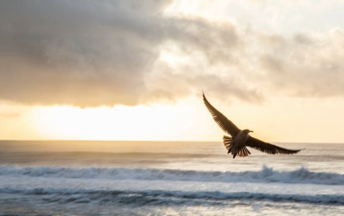 A seagull glides over the ocean waves at sunset, with a cloudy sky in the background.