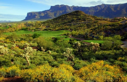 Lush desert landscape with mountains in the background, featuring green vegetation and blooming wildflowers.