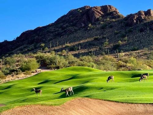 A scenic golf course with lush green hills and deer grazing, set against a mountainous desert backdrop.