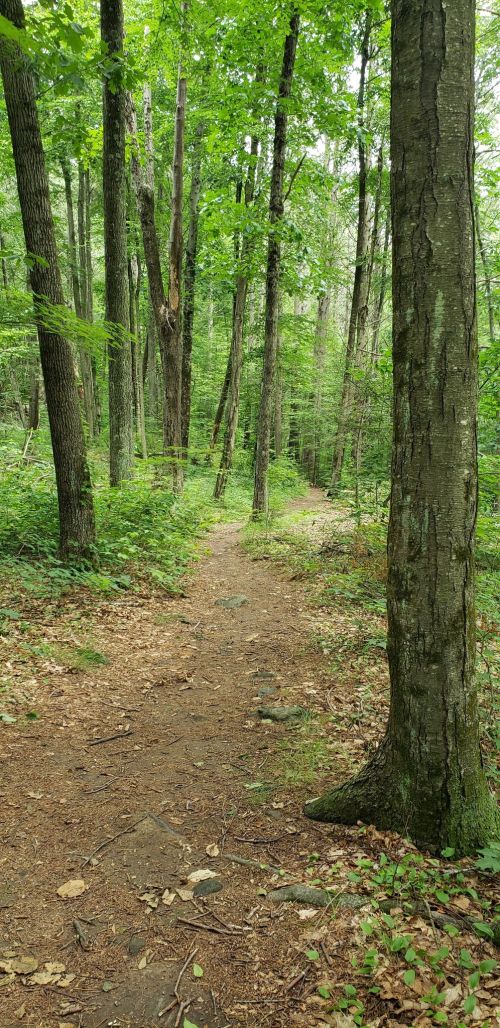 A narrow dirt path winds through a lush green forest with tall trees and dense foliage on either side.