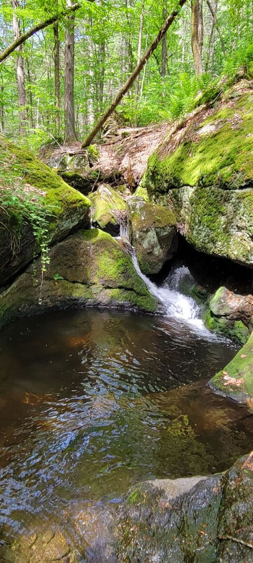 A serene forest scene featuring a small waterfall cascading into a clear pool surrounded by moss-covered rocks.