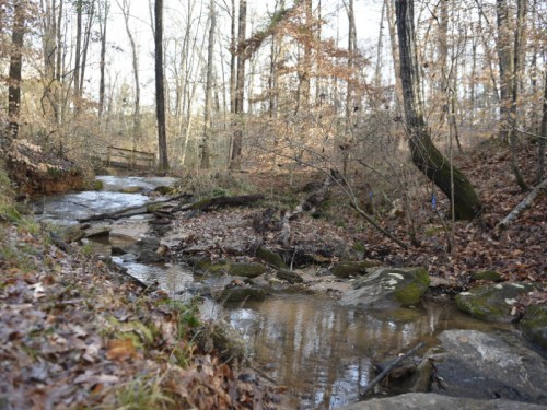 A serene forest scene featuring a gently flowing creek surrounded by trees and fallen leaves.