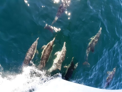A group of dolphins swimming in clear blue water, with sunlight reflecting on the surface.