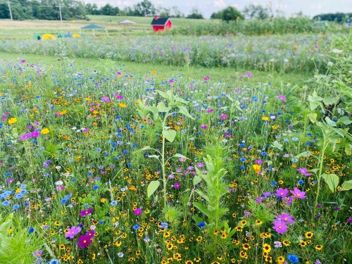 A vibrant field of wildflowers in various colors, with a red barn and green landscape in the background.