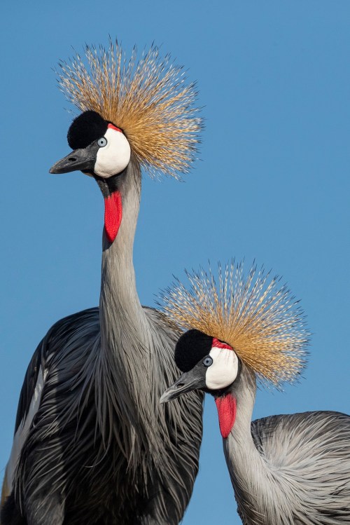 Two elegant grey crowned cranes with striking golden feathered crowns against a clear blue sky.