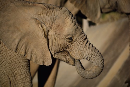 Close-up of an elephant's head, showcasing its textured skin and trunk in soft lighting.