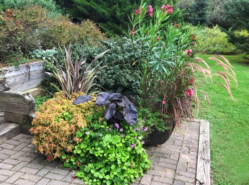 A vibrant garden display featuring various plants, flowers, and greenery in a decorative planter.