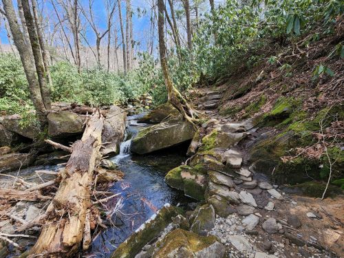 A serene forest scene featuring a stream flowing over rocks, surrounded by trees and lush greenery.