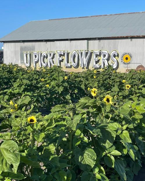 A field of sunflowers with a barn in the background that reads "U Pick Flowers" against a clear blue sky.