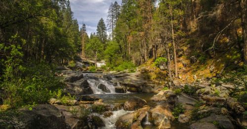 A serene forest scene featuring a flowing stream and rocky terrain, surrounded by tall trees and lush greenery.