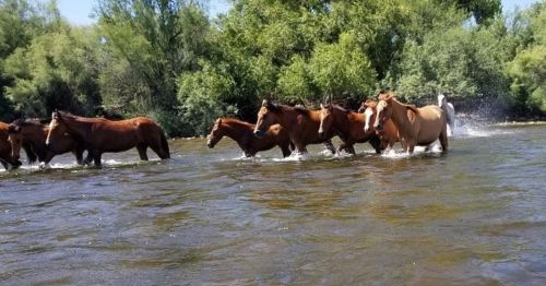 A group of horses wades through a river, splashing water amidst lush green trees in the background.