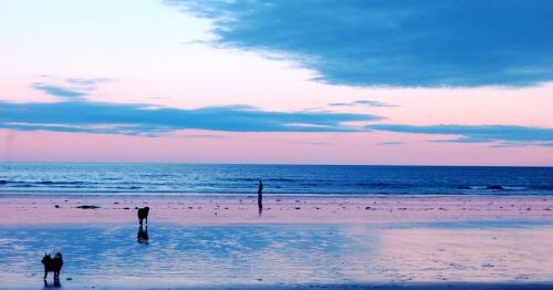 A serene beach at sunset with two dogs and a person walking along the shore, reflecting soft pink and blue hues.