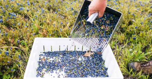 A hand pours freshly harvested blueberries from a scoop into a white container, surrounded by a field of blueberry plants.