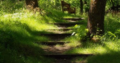 A serene forest path with wooden steps leading to a bench surrounded by lush greenery.
