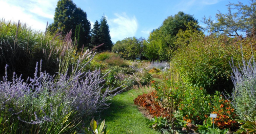 A vibrant garden path lined with colorful flowers and lush greenery under a clear blue sky.