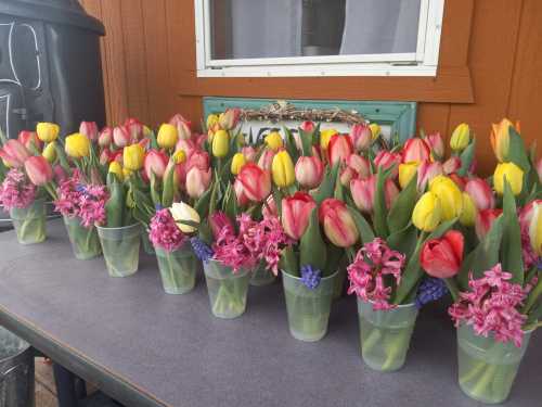 A row of colorful tulips and flowers in clear cups on a table, set against a wooden background.