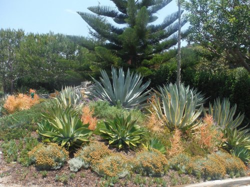 A vibrant garden featuring various agave plants, succulents, and lush greenery under a clear blue sky.